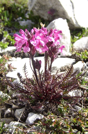 Pedicularis rosea