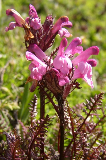 Pedicularis rosea