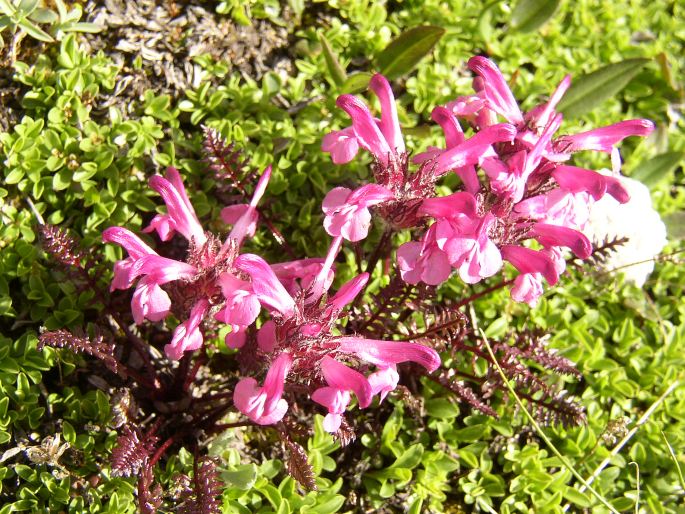 Pedicularis rosea