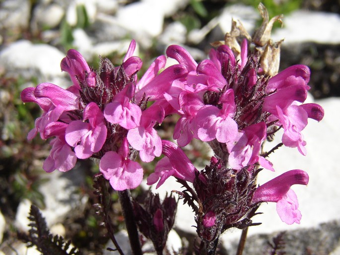 PEDICULARIS ROSEA Wulfen – všivec