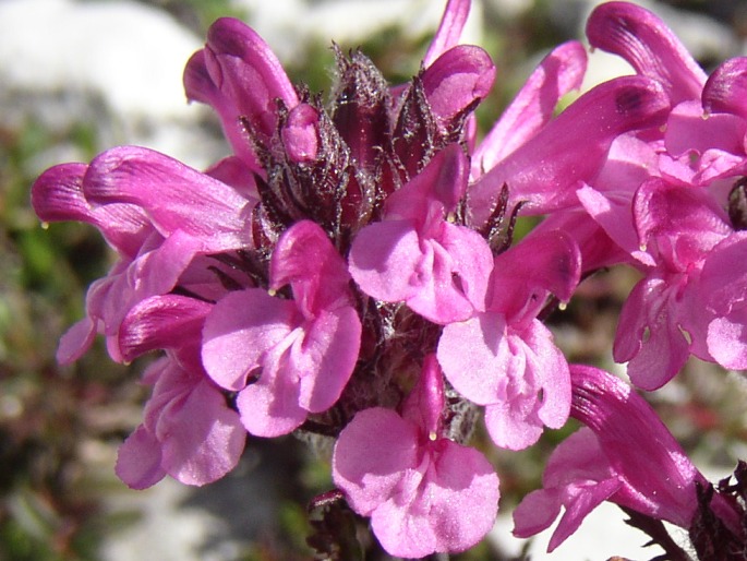 Pedicularis rosea