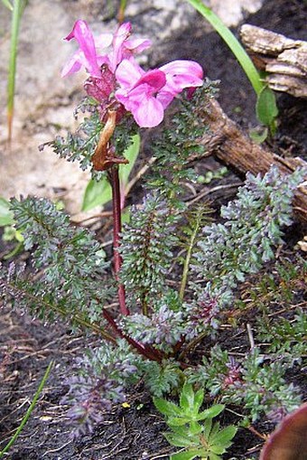 Pedicularis rostratocapitata