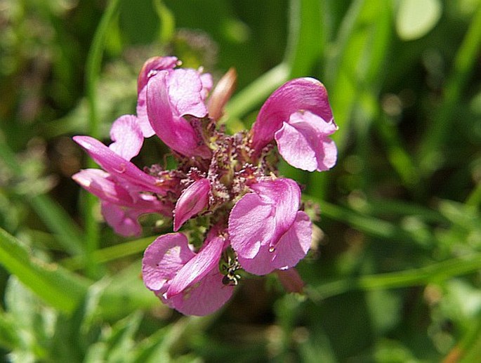 Pedicularis rostratocapitata