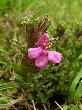 Pedicularis sylvatica