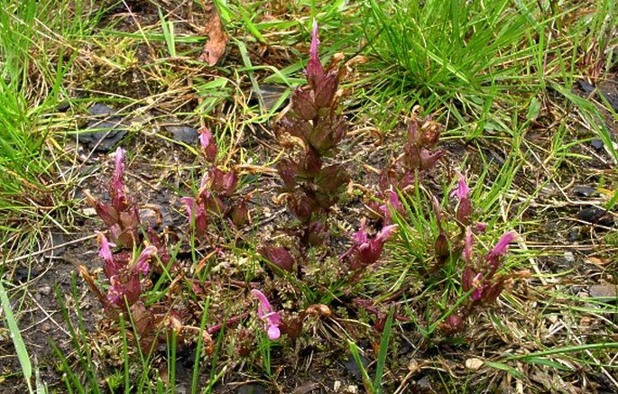 PEDICULARIS SYLVATICA L. – všivec lesní / všivec lesný