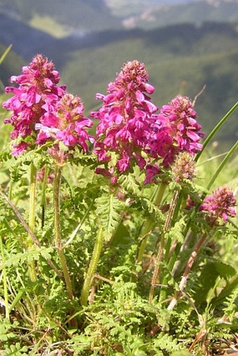 Pedicularis verticillata