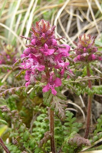 Pedicularis verticillata