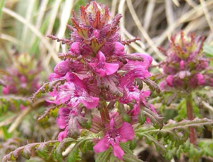 PEDICULARIS VERTICILLATA L. – všivec přeslenitý / všivec praslenatý