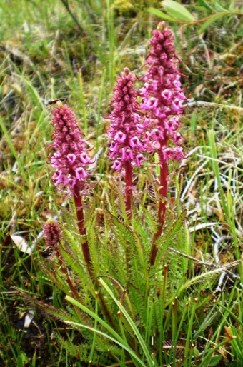 Pedicularis groenlandica