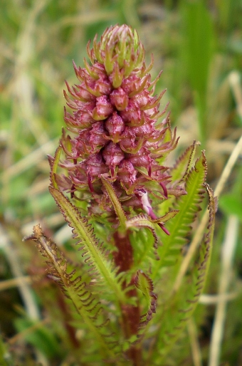 Pedicularis groenlandica