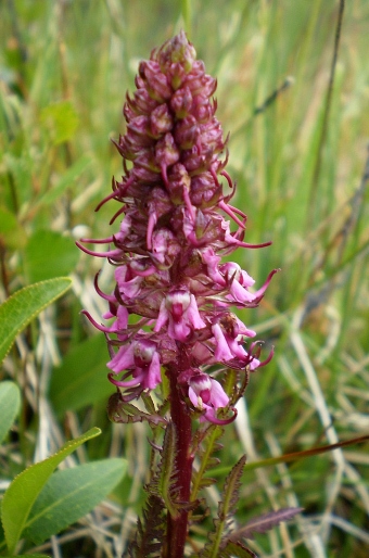 Pedicularis groenlandica