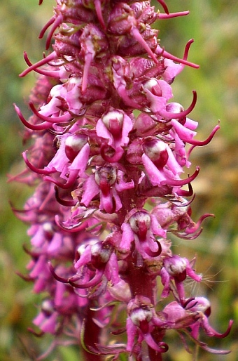 Pedicularis groenlandica