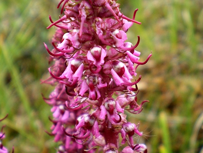 PEDICULARIS GROENLANDICA Retz. – všivec