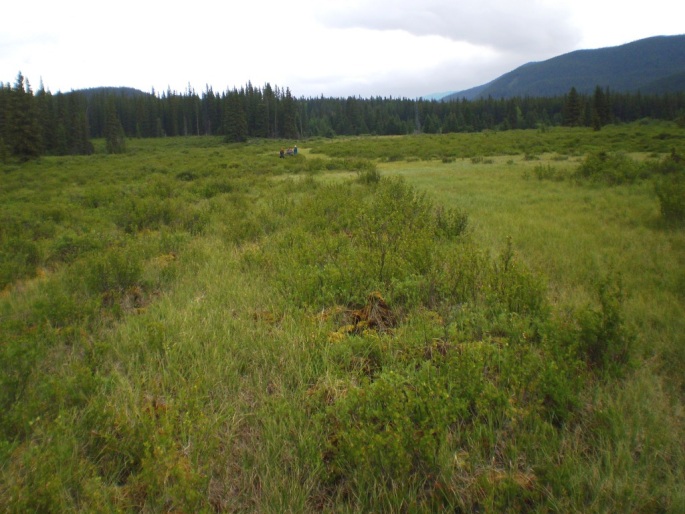 Pedicularis groenlandica