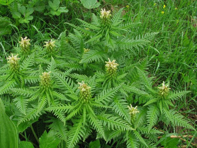 Pedicularis foliosa