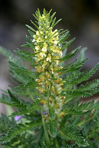 Pedicularis hacquetii