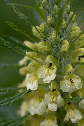 Pedicularis hacquetii