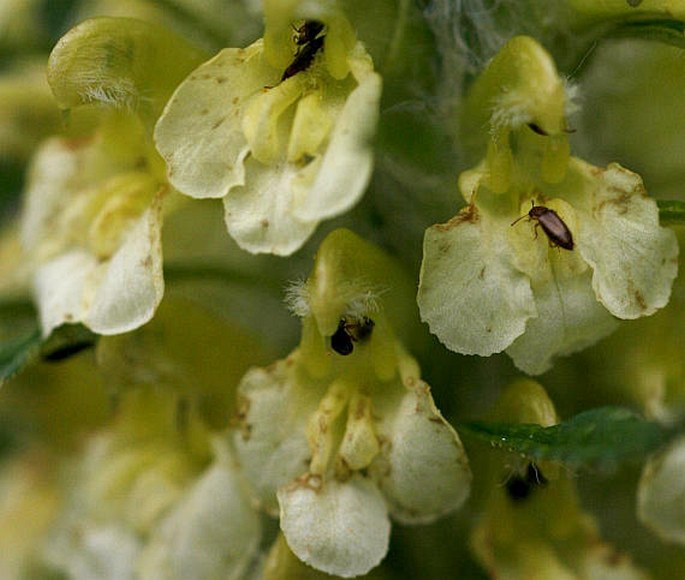 PEDICULARIS HACQUETII Graf – všivec Hacquetův / všivec karpatský