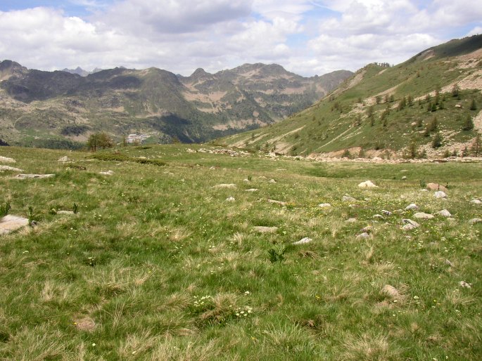 Pedicularis rostratospicata