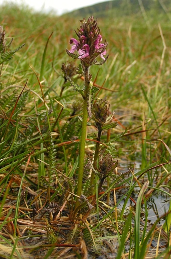 Pedicularis sudetica