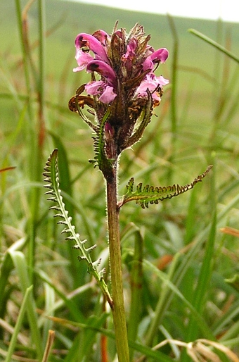 Pedicularis sudetica