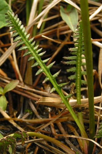 Pedicularis sudetica