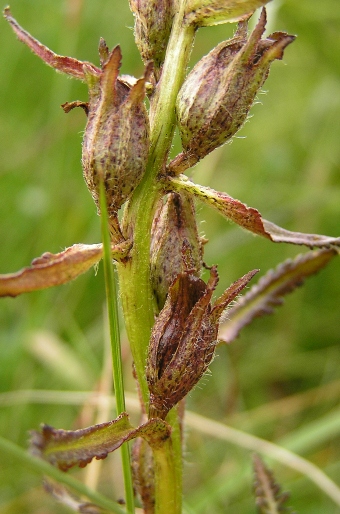 Pedicularis sudetica