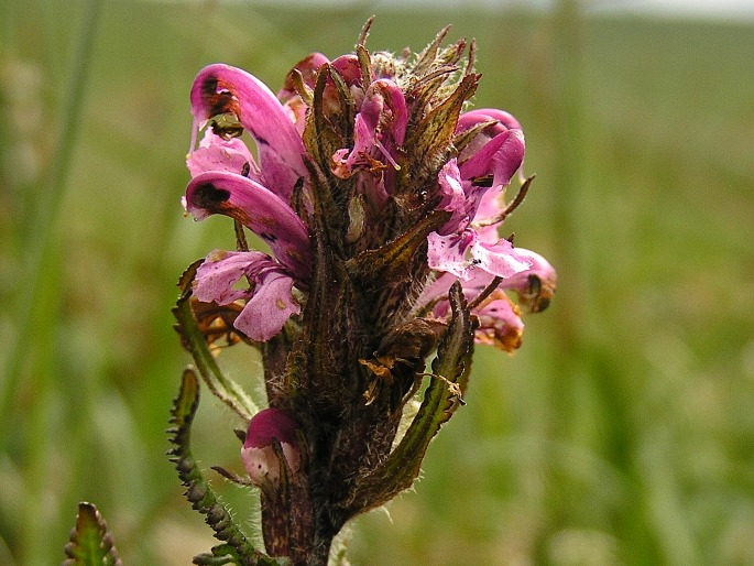 Pedicularis sudetica