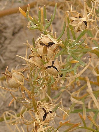 Peganum harmala