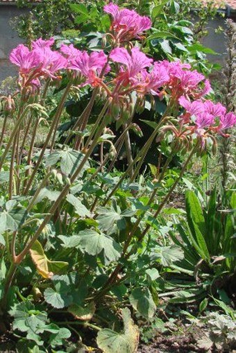 Pelargonium endlicherianum