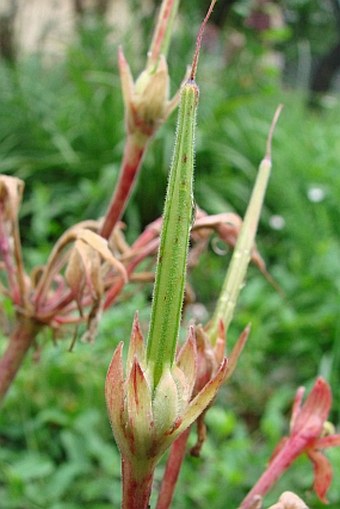 Pelargonium endlicherianum