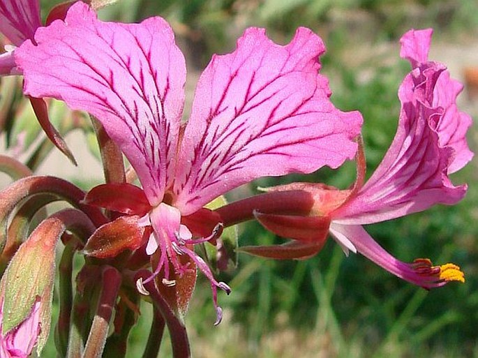 Pelargonium endlicherianum