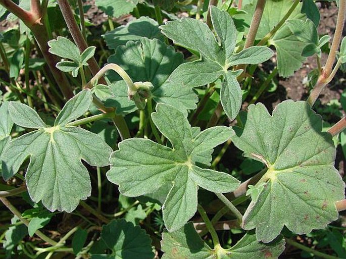 Pelargonium endlicherianum