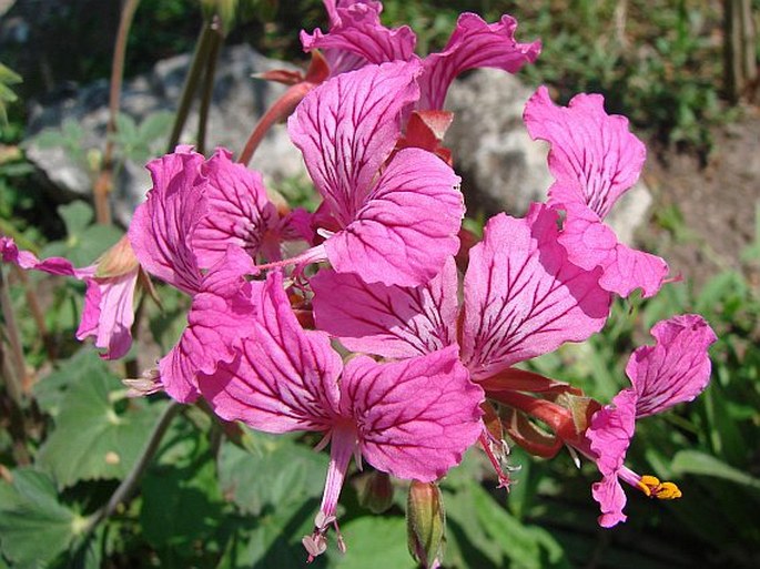 Pelargonium endlicherianum