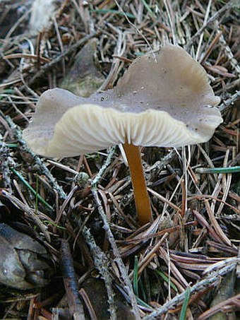 Strobilurus esculentus