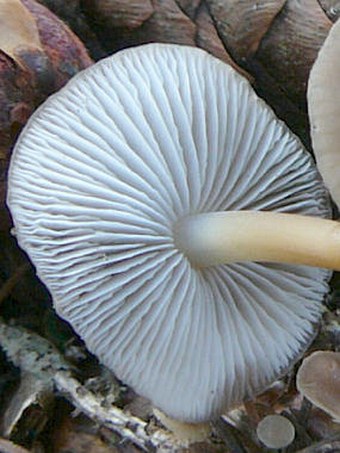 Strobilurus esculentus