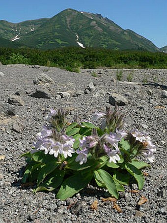 Pennellianthus frutescens