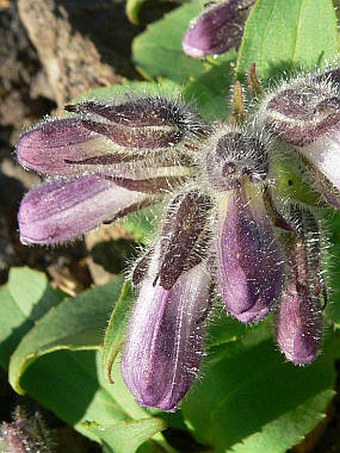 Pennellianthus frutescens