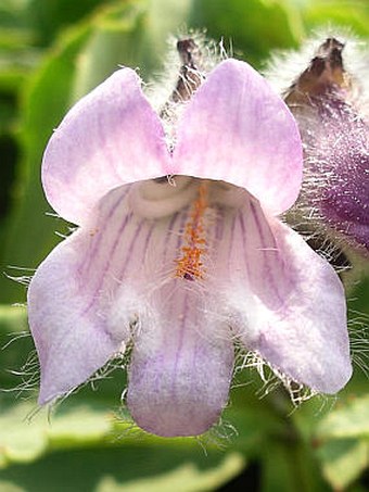 Pennellianthus frutescens