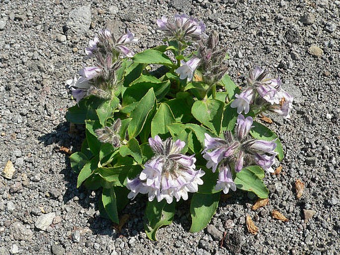 Pennellianthus frutescens