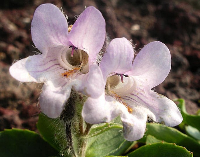 PENNELLIANTHUS FRUTESCENS (Lamb.) Crosswhite