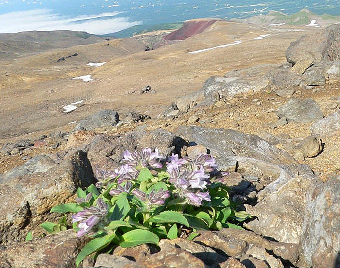 Pennellianthus frutescens