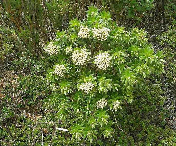 Pentacalia firmipes