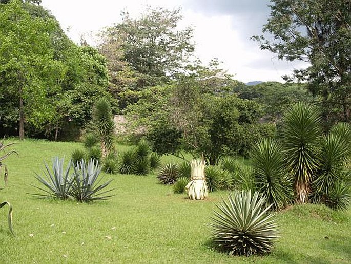 Royal Botanic Gardens - Srí Lanka, Peradenyia