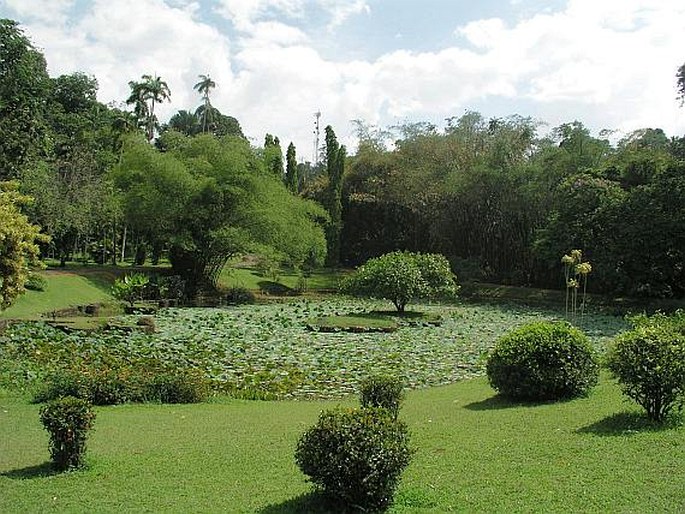 Royal Botanic Gardens - Srí Lanka, Peradenyia