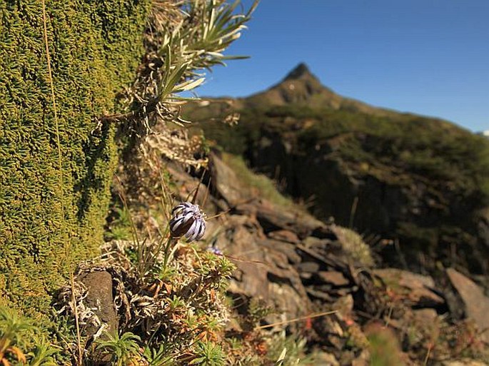 Perezia recurvata