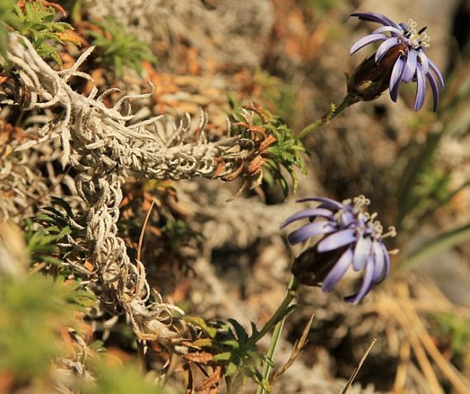 Perezia recurvata