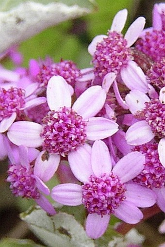 Pericallis aurita