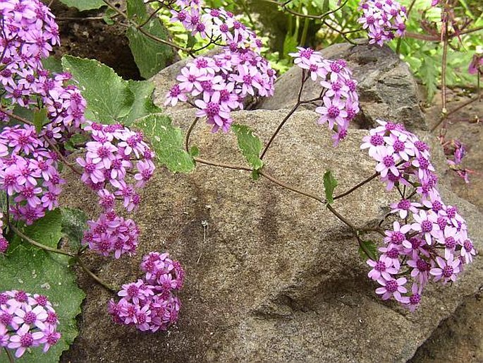 Pericallis aurita