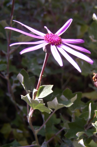 Pericallis lanata